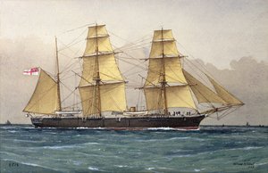 野生の白鳥、1906
